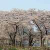 開成山公園の桜2014
