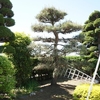 庭木の剪定開始