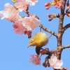 河津サクジローその２