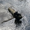 ついにパンデミック宣言