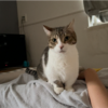 乗ってくるきなこもち特集7