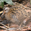 こども自然公園でルリビタキ以外の鳥も撮っているのです