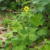 北海道で出会った植物－204．オオダイコンソウ－