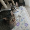 猫にストレスをかけにくいシャンプーの方法！【動画あり】