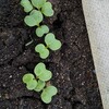 小松菜の発芽は誰でもできる。