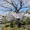 都内、半蔵門の「国立劇場」前庭で見事に咲いた「駿河桜」等の桜見物！！（３）