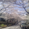  桜4