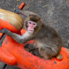 【一眼レフ】桐生が丘動物園に行ってきた！