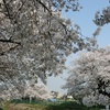 実家近くの桜と中板橋思い出巡り