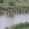 鳥たちの集会