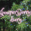 Juniper Berryの理由