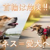 【首輪は危険‼】ハーネスは愛犬への愛情表現💛