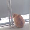 通りすがりのネコ様