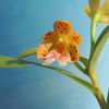 Epidendrum wallisii 