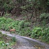 シカのいる道