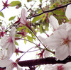 本日の1枚　「雨の日の葉桜」