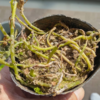 植え替えも一段落したと思ったが