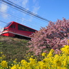 河津町まで河津桜を撮りに行ってきた。