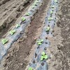 白菜の植付けとタマネギ畝の準備