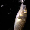 2018最後の釣り&2019釣り始め