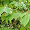 平和公園の里山 晴れ間に歩く