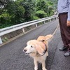 雨の合間の貴重な散歩・ころたんメロン・川の水が多い　２４．７/１４