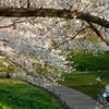 幸手市 権現堂、桜🌸の開花状況は…
