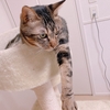 お知らせえええええ