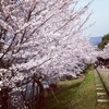 京都 桜散歩 前編