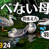 0924【カルガモ親子と飛べない母】ムクドリに食べられる柿、チョウゲンボウのホバリング、ハクセキレイ水浴び、モズの鳴き声、まんまるマルガモ【 #今日撮り野鳥動画まとめ 】 #身近な生き物語