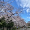 桜の木の下には死体？