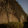 ★塀の葉