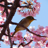 ２月の河津桜まつり〜満開の桜と野鳥たち〜