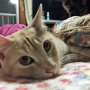 脳梗塞で片麻痺になった私が保護猫カフェを作るまで~