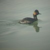 ３月１９日の野鳥調査の報告