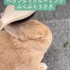 ベランダでグルーミング！ぷくぷくうさぎ