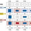 細菌を分類してみよう