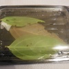 アオスジアゲハ孵化　&　ジャコウアゲハの孵化　&　小さな幼虫の飼育ケース