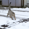 冬の猫　雪が降っていて寒いのに外に出る