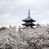 京都の桜、仁和寺等