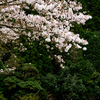 西伊豆の桜追っかけ