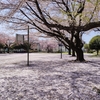 桜の花びらのじゅうたん。菜の花。山吹も咲く。