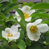 ナツツバキ