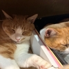 看板猫のいるお店で猫飲み 2 (2307-3)