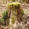 青梅市・梅の公園の「自然の盆栽」