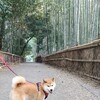 京散歩