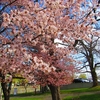 桜と梅の名所　発寒河畔公園　