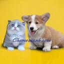 Chomeocanh.com