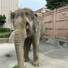 飼育員の自由研究「ゾウに利きあしはあるのか？」