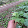 ああ？？これは突然変異の二厘草か？？花の色が変だ？？載せ忘れたが・・